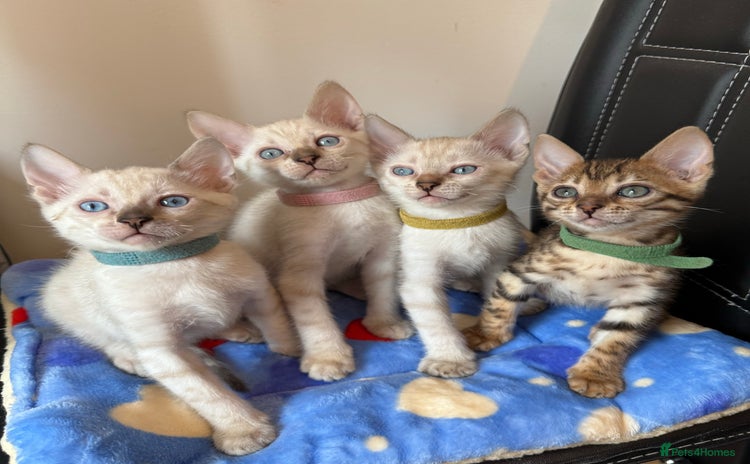 Bengal cats - Advert 3