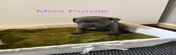 Staffordshire Bull Terrier dogs for sale: Beautiful K.C Staffordshire bull terrier puppies - Advert 13