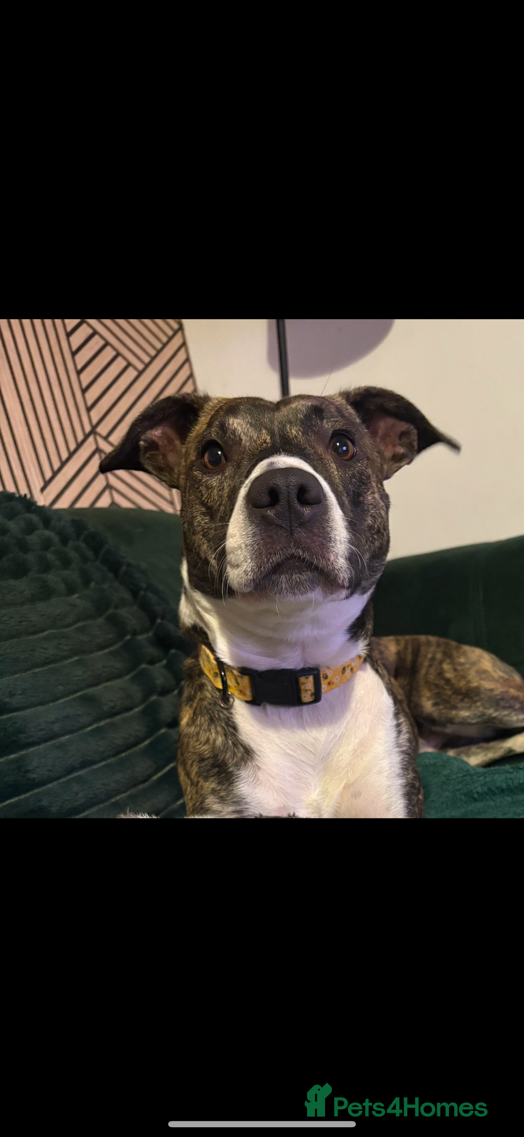 Mixed Breed dogs for sale: 2 year old staffy x bitch  - Advert 2