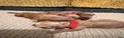 Miniature Poodle dogs for sale: Miniature poodles RED - Advert 13
