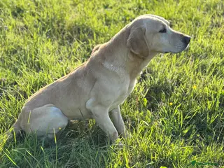 Labrador Retriever dogs Wesley available for stud - Advert 24