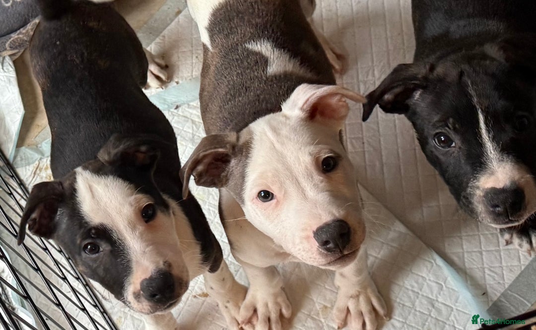 Staffordshire Bull Terrier dogs for sale: Male Staffordshire Bull Terrier Mix Puppies - Advert 6