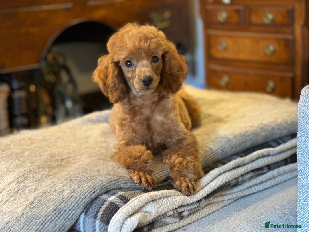 Toy Poodle dogs for sale: Two beautiful red toy poodle girls  - Image 3