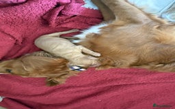 Sprocker dogs for sale: Sprocker for sale - Image 5