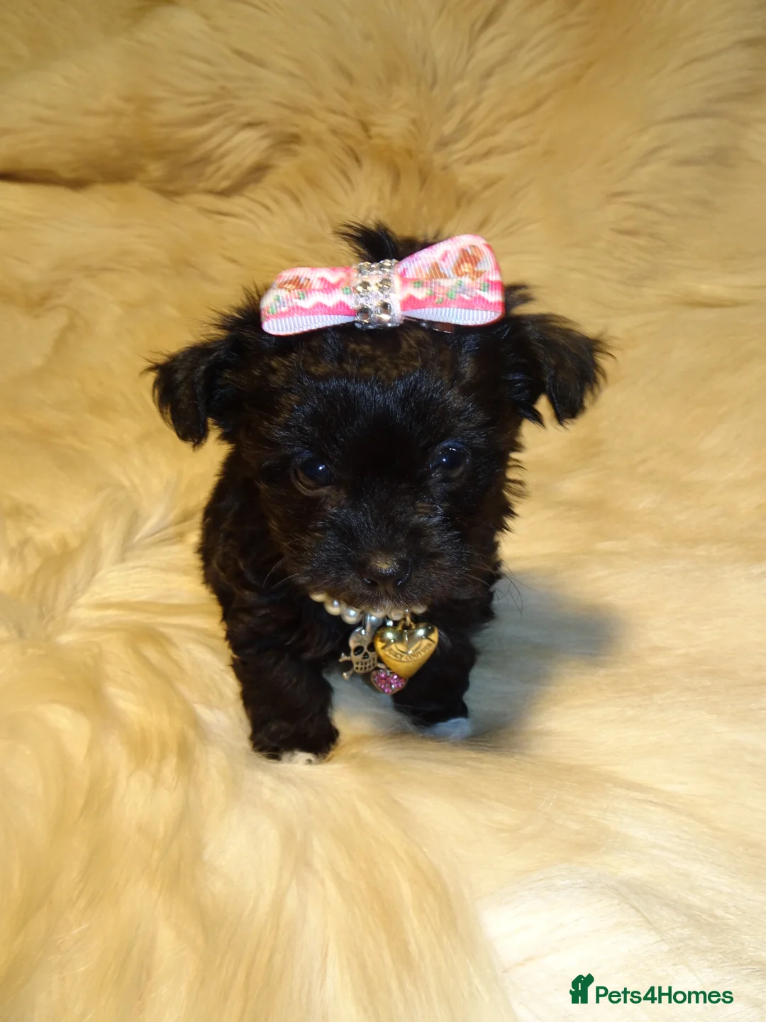 Mixed Breed dogs for sale: XXXXS Gorgeous Maltese X Chihuahua Malchi Puppies  - Advert 7