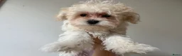 Maltipoo dogs for sale: Toy Size maltipoo boys in London - Advert 19