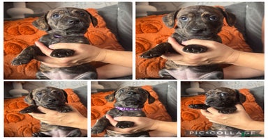 Mixed Breed dogs - Advert 5