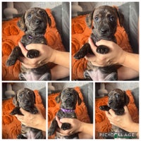 Mixed Breed dogs - Advert 3