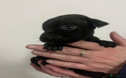 Mixed Breed dogs for sale: Lakeland Patterdale Working lines - Image 7