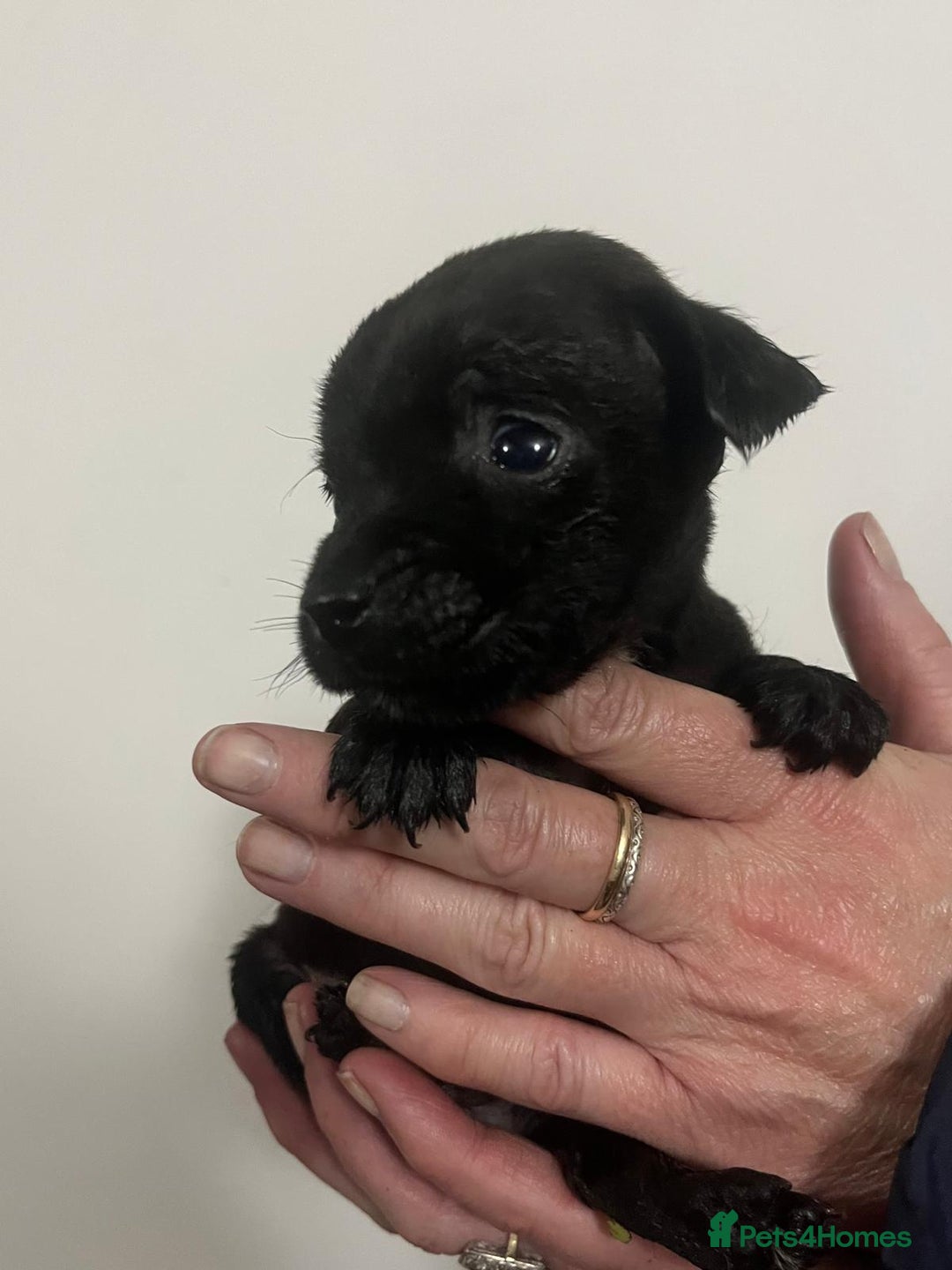 Mixed Breed dogs for sale: Lakeland Patterdale Working lines - Image 7