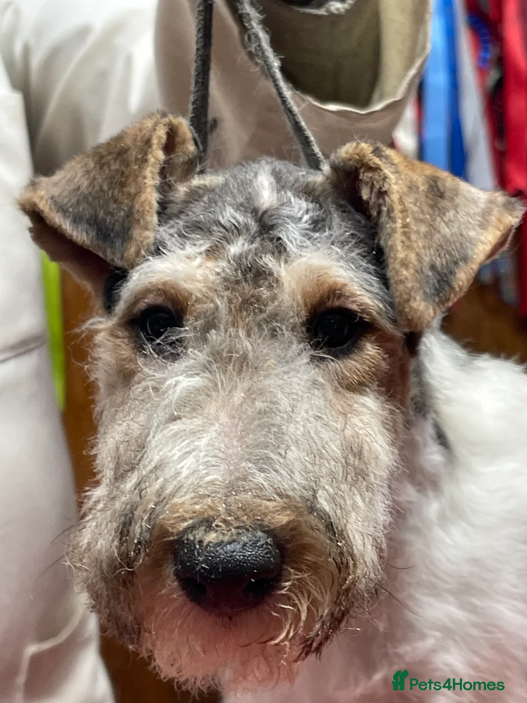 Fox Terrier dogs for sale: Stunning Wire Fox Terrier Puppies  in Belfast - Advert 4
