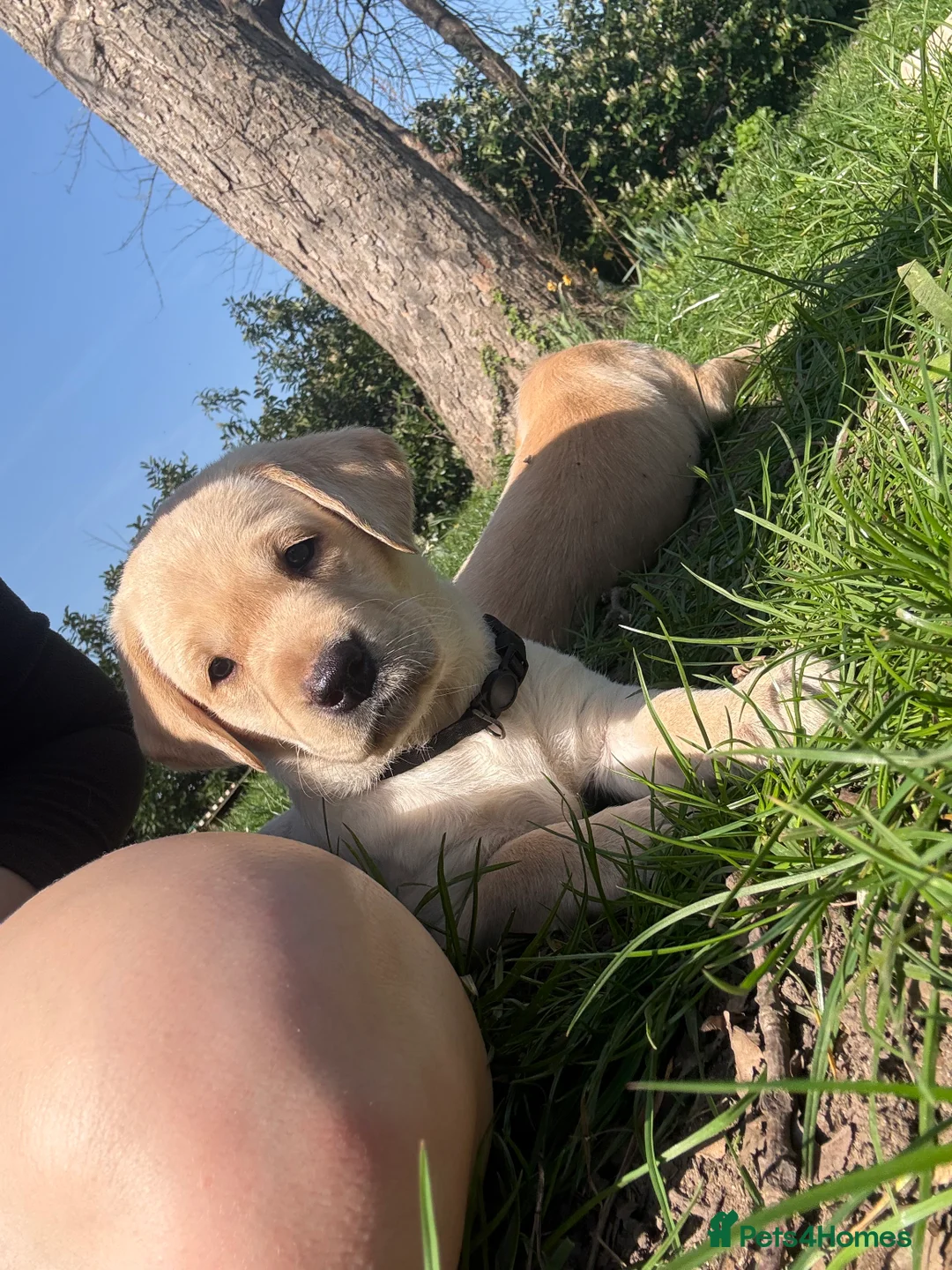 Labrador Retriever dogs for sale: FTCH Sired excellent FTCH working line Labradors - Advert 1