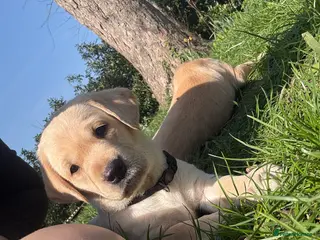 Labrador Retriever dogs FTCH Sired excellent FTCH working line Labradors - Advert 3