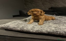 Cockapoo dogs for sale: Beautiful cockapoos - Image 18