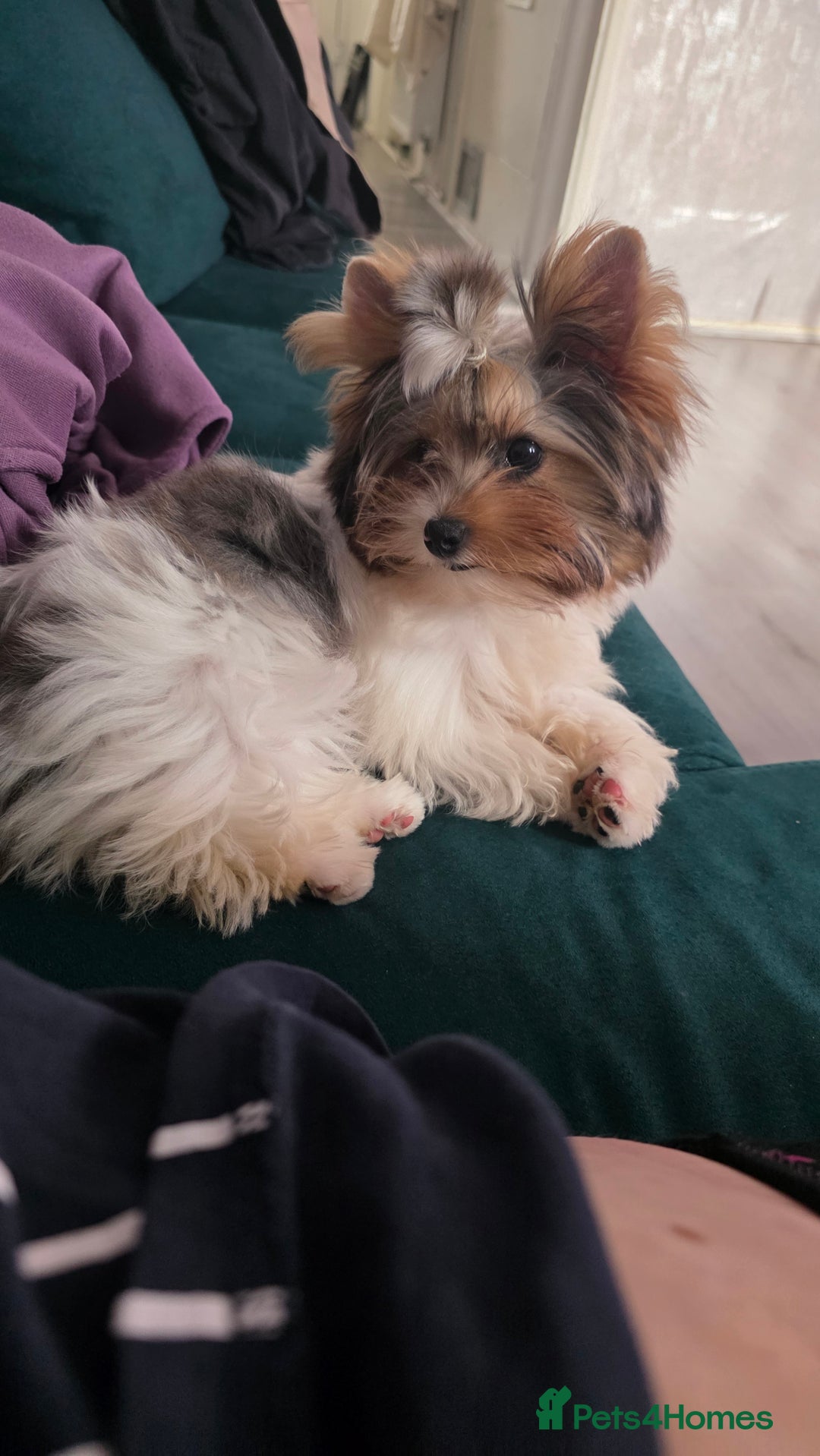 Biewer Terrier dogs for sale: Absolutely beautiful tiny boy - Image 2
