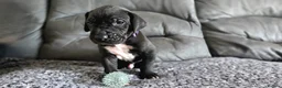 Great Dane dogs for sale: Exceptional Great Dane puppies 🐶  - Advert 6