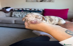 Dachshund dogs for sale: Isabelle and tan dachshund pups  - Image 2