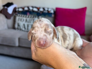Dachshund dogs - Advert 4
