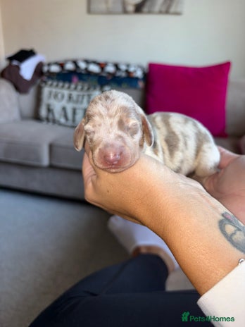Dachshund dogs - Advert 2