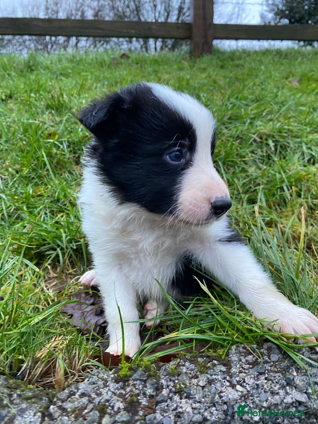 Border Collie dogs for sale: Border Collie Pups  - Advert 11