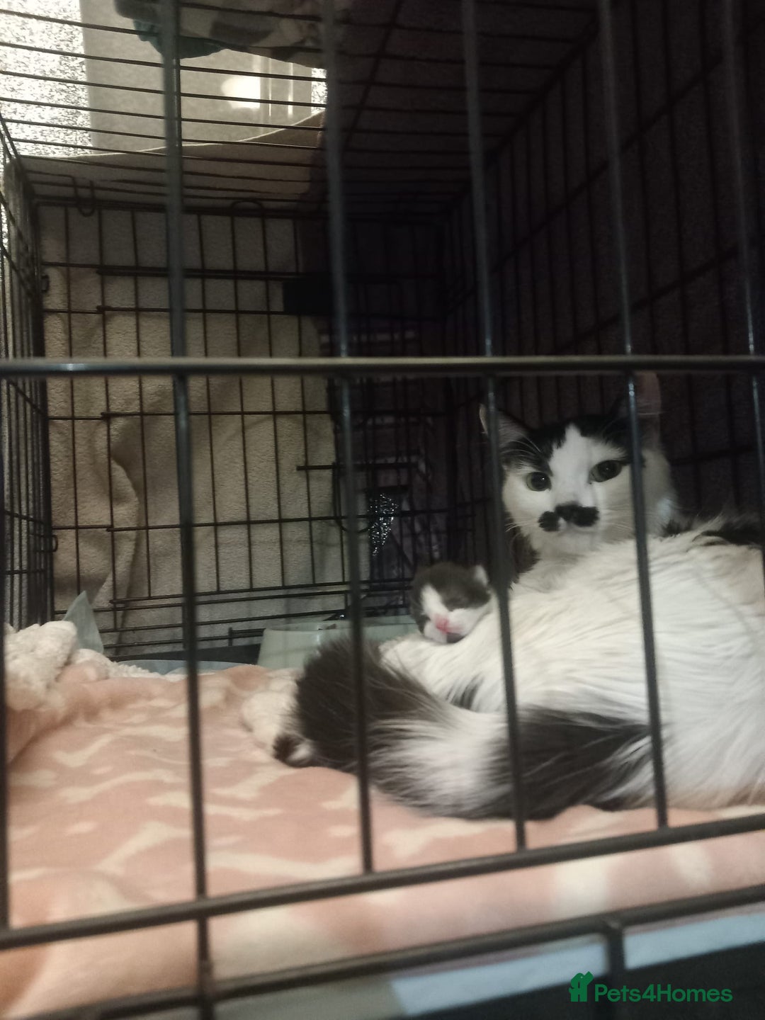 Mixed Breed cats for sale: 5 beautiful kittens  - Image 1