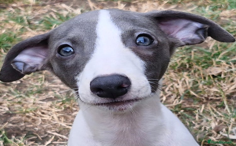Whippet dogs - Advert 1