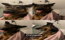 German Shepherd dogs for sale: Upcoming Litter of Pedigree German Shepherd Puppy - Image 15