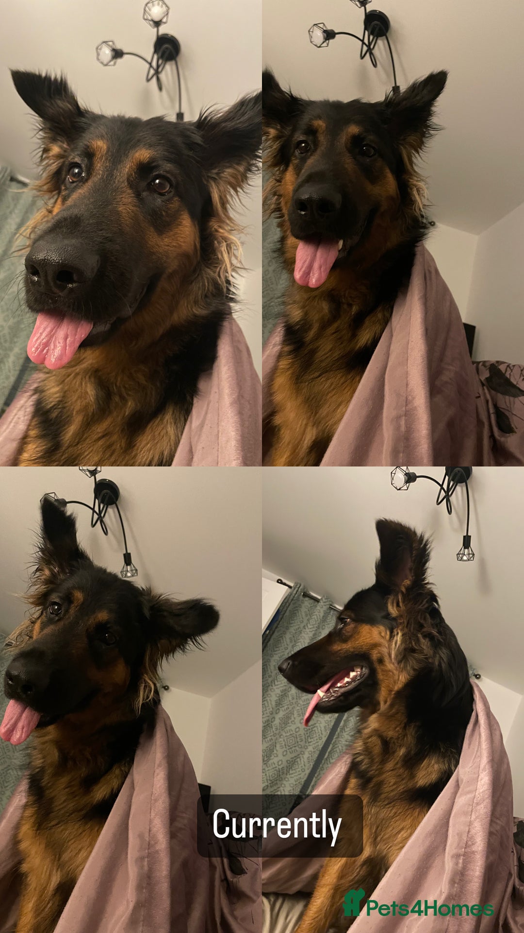 German Shepherd dogs for sale: Upcoming Litter of Pedigree German Shepherd Puppy - Image 15