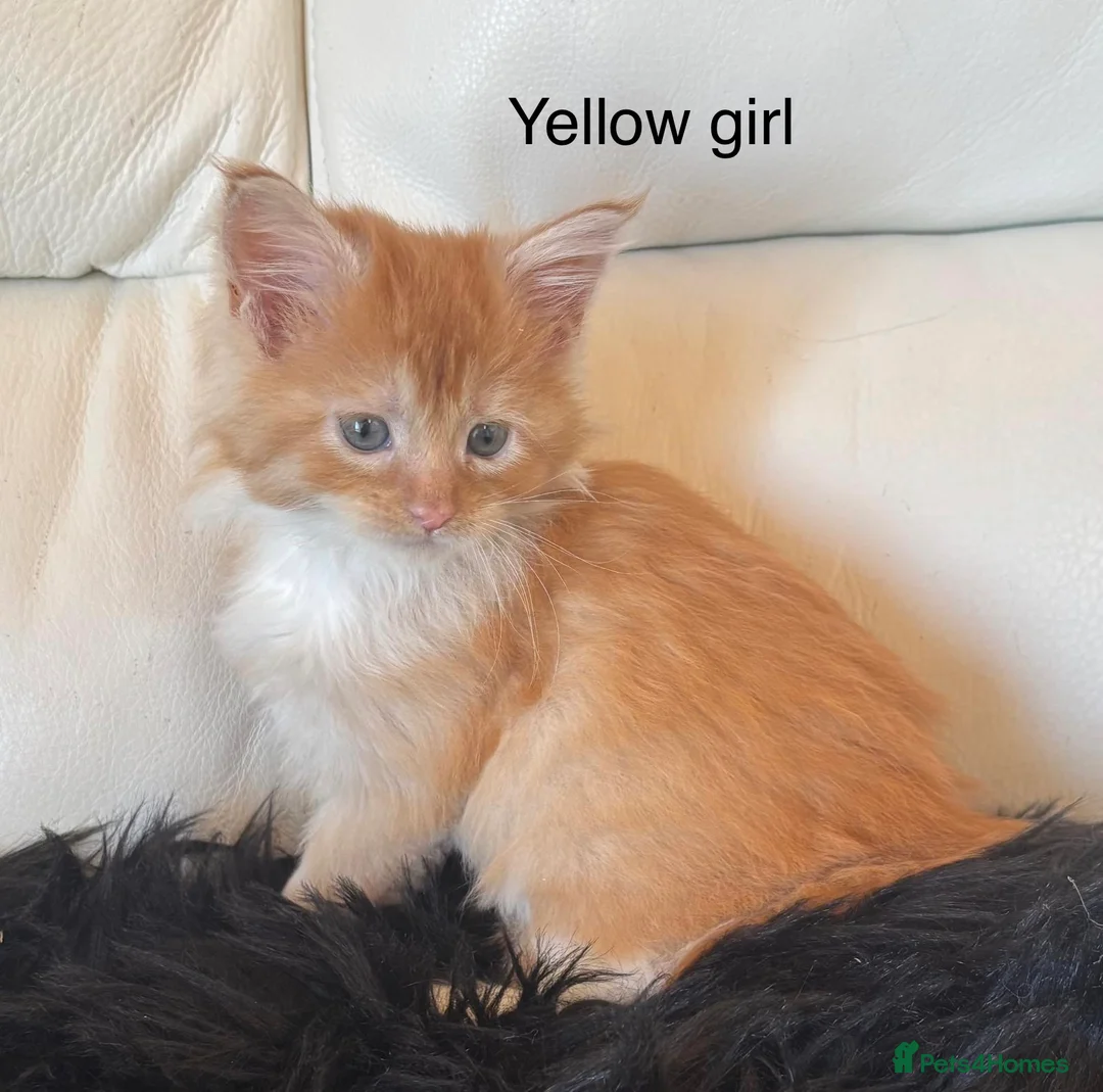 Maine Coon cats for sale: Beautiful Red Maine coone babies  - Advert 1