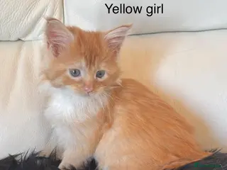 Maine Coon cats Beautiful Red Maine coone babies - Advert 3