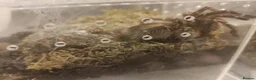 Tarantulas invertebrates for sale: Golden knee tarantula  - Advert 3