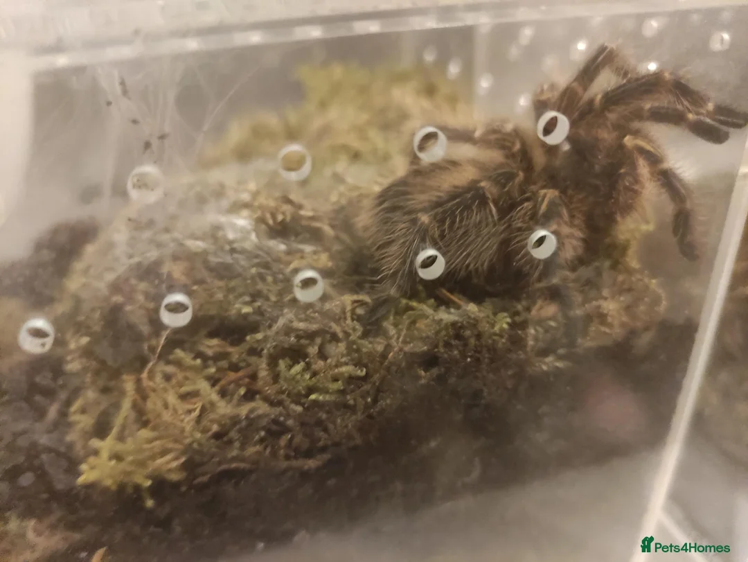 Tarantulas invertebrates for sale: Golden knee tarantula  - Advert 3