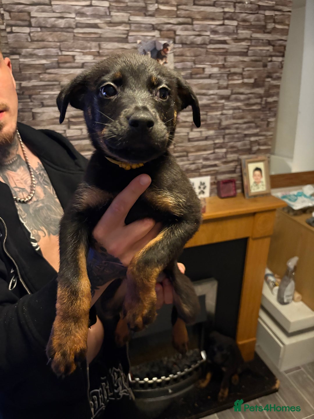 Rottweiler dogs for sale: Lewis Ballington - Image 6