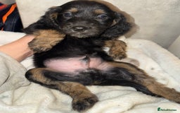 Cocker Spaniel dogs for sale: Cocker spaniel puppy  - Image 4