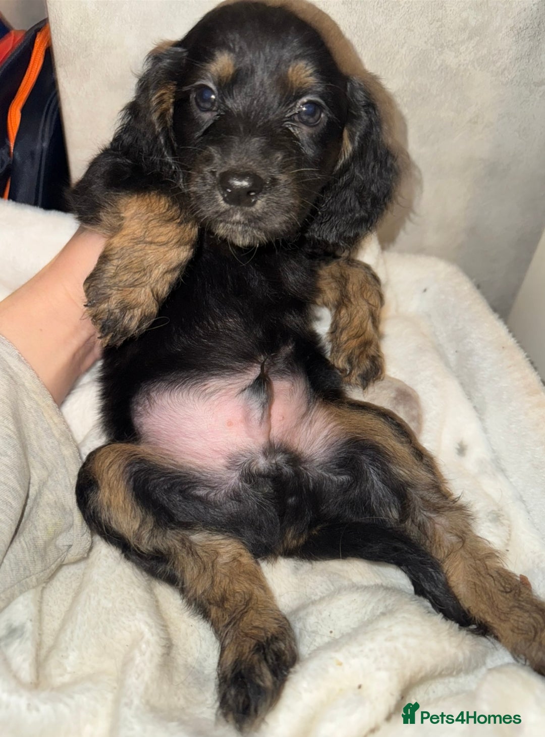 Cocker Spaniel dogs for sale: Cocker spaniel puppy  - Image 4