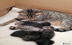 Mixed Breed cats for sale: Beautiful kittens for loving homes from 8th Aug  - Image 12
