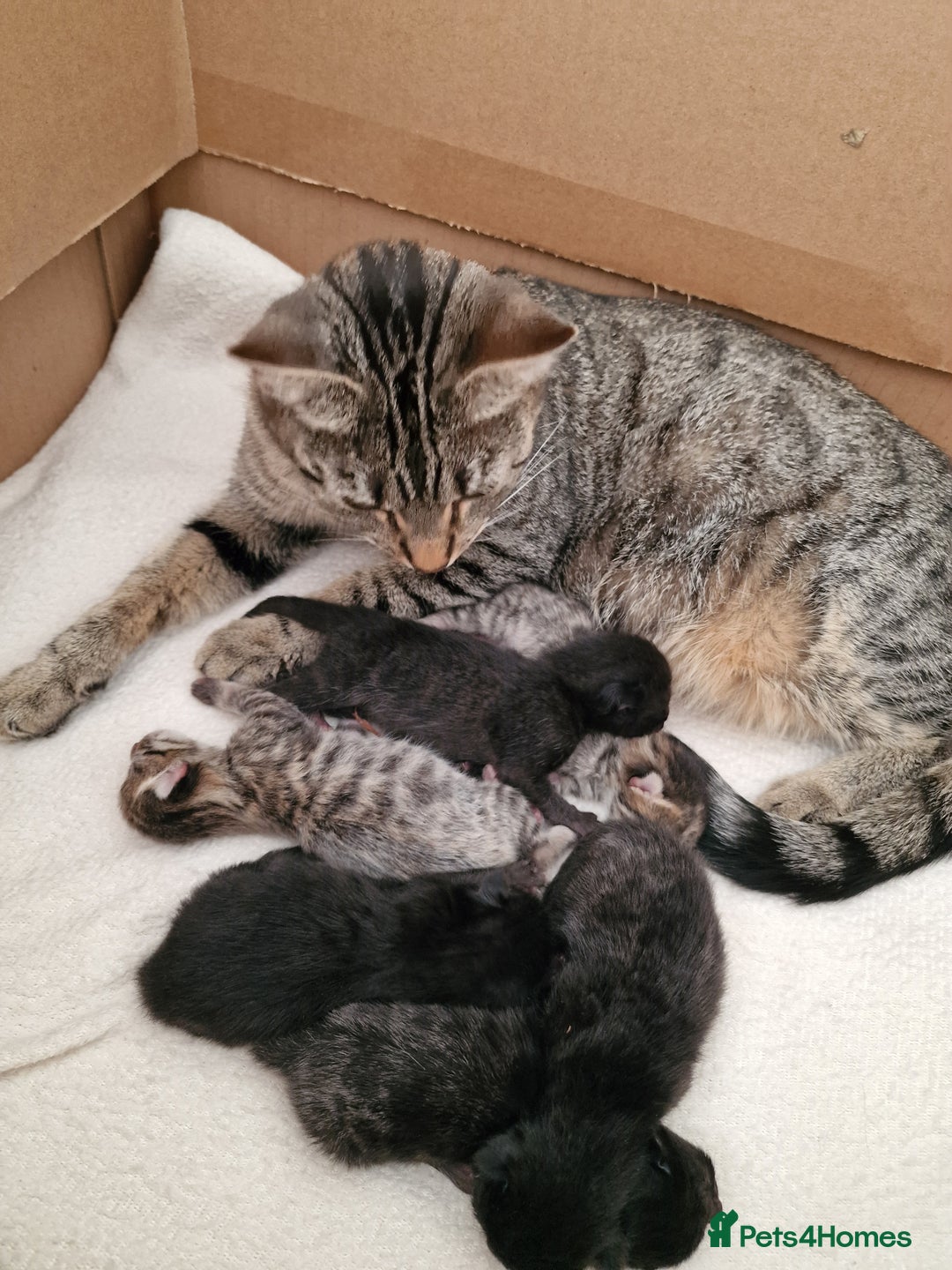 Mixed Breed cats for sale: Beautiful kittens for loving homes from 8th Aug  - Image 12