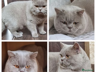 British Shorthair cats in Derby - Advert 36