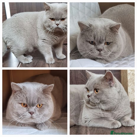 British Shorthair cats GCCF Reg. Stunning BSH Lilac Stud 🐈 in Derby - Advert 4