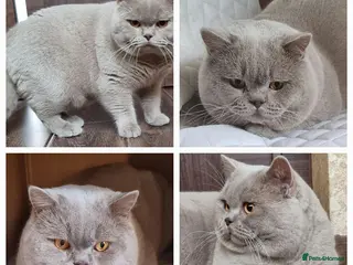 British Shorthair cats GCCF Reg. Stunning BSH Lilac Stud 🐈 in Derby - Advert 22
