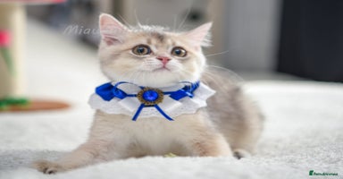 British Shorthair cats - Advert 9