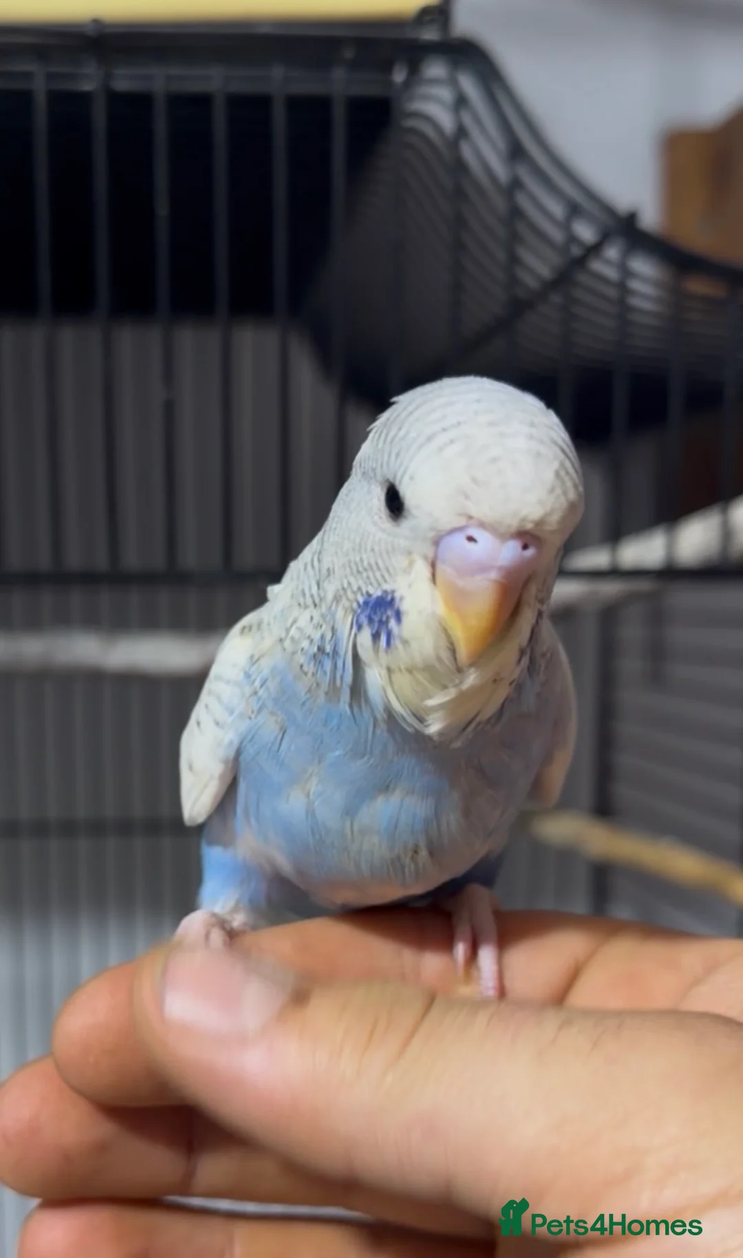 Budgerigars birds for sale: Hand tame budgies  - Advert 2