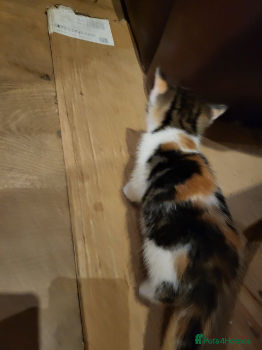 Mixed Breed cats for sale: Mixed kittens for sale, wide range of variety. - Advert 16