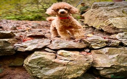 Toy Poodle dogs for sale: Entire toy poodle for sale - Advert 5