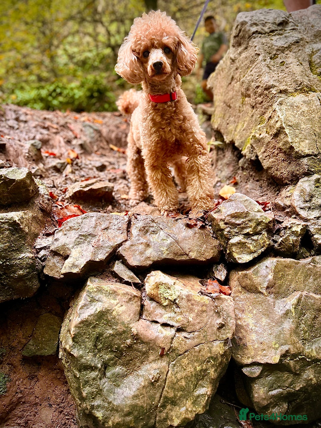 Toy Poodle dogs for sale: Entire toy poodle for sale - Advert 5