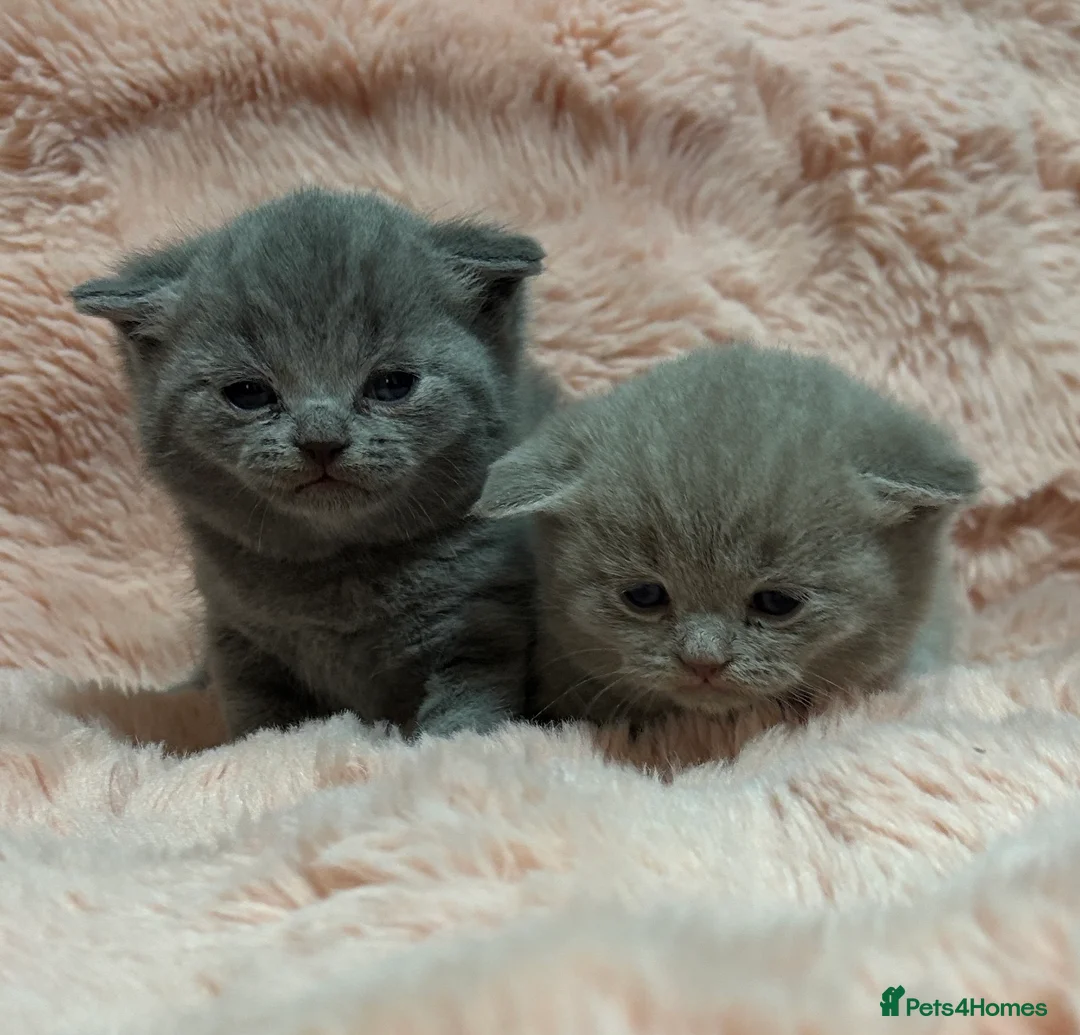 British Shorthair cats for sale: Beautiful British short hair kittens  - Advert 5