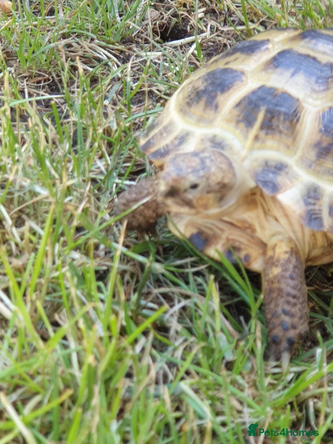 Tortoise reptiles for sale: Two Russian tortoises for sale - Advert 1