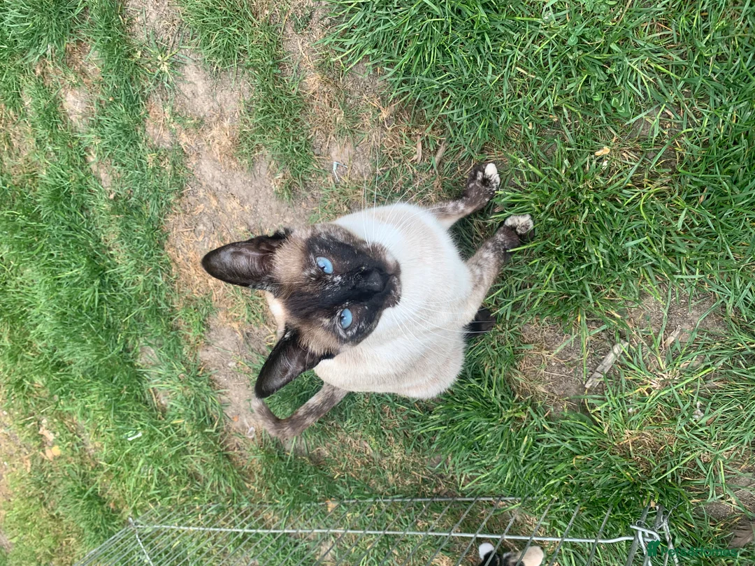 Mixed Breed cats for sale: Kittens now ready to go 1boy  now  available  - Advert 2