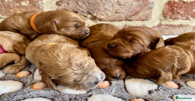 Cavapoo dogs - Advert 6