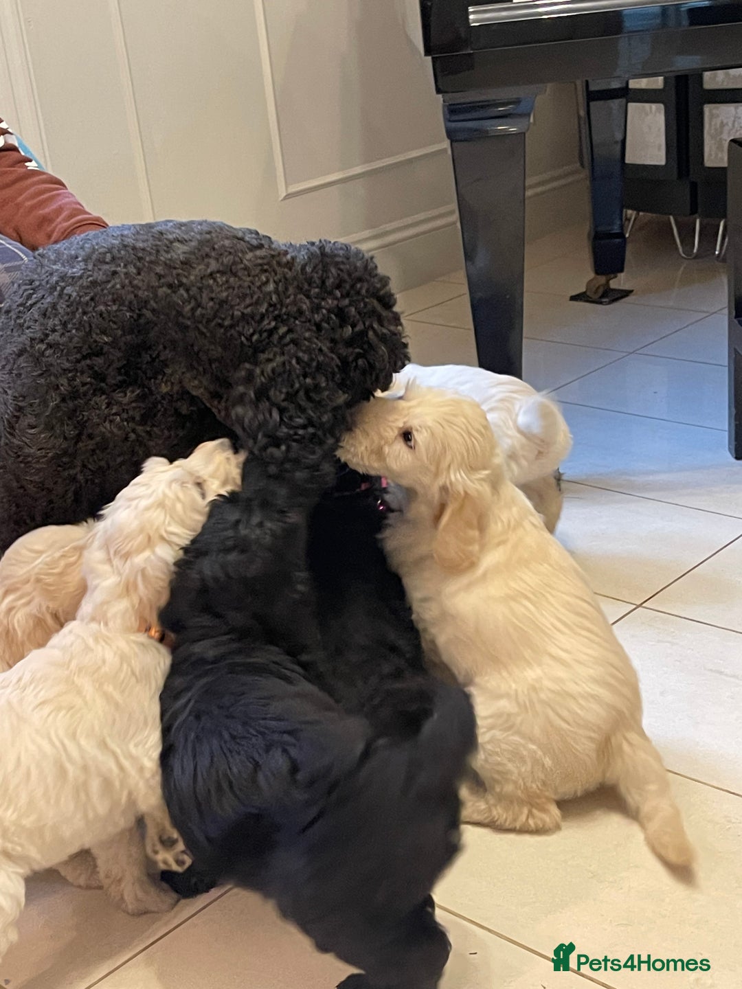 Goldendoodle dogs for sale: Stunning Goldendoodle puppies - Image 23